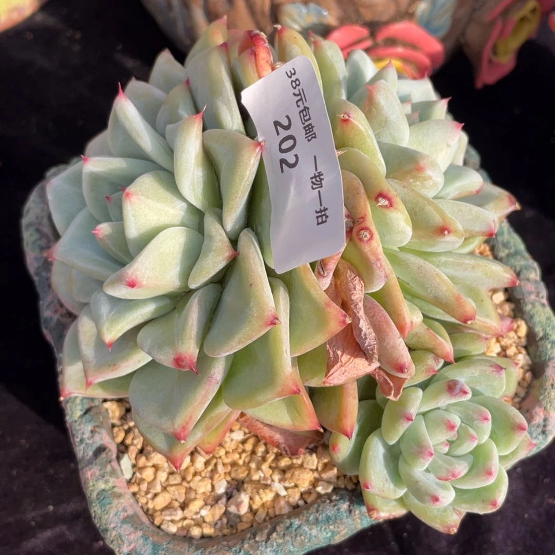 202祖母绿三头多肉植物