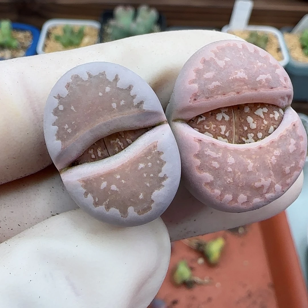 872珊瑚火福利福利