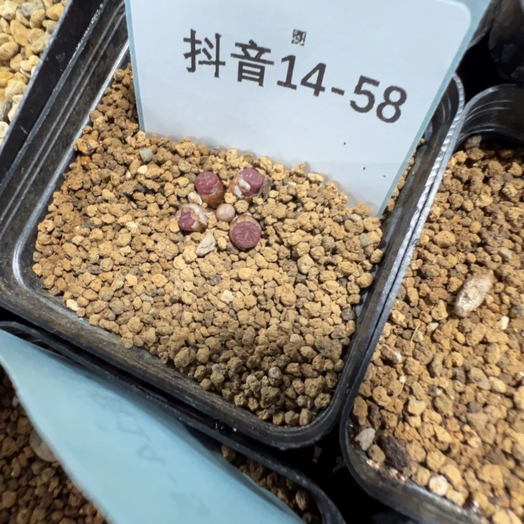 14-58猪皮多肉植物，