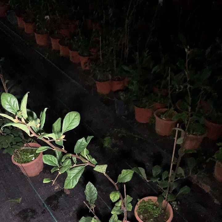 完全开放红大胜48.8