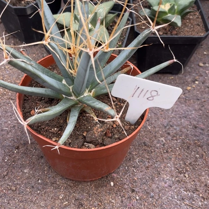 无花朵1118专拍皮实好养