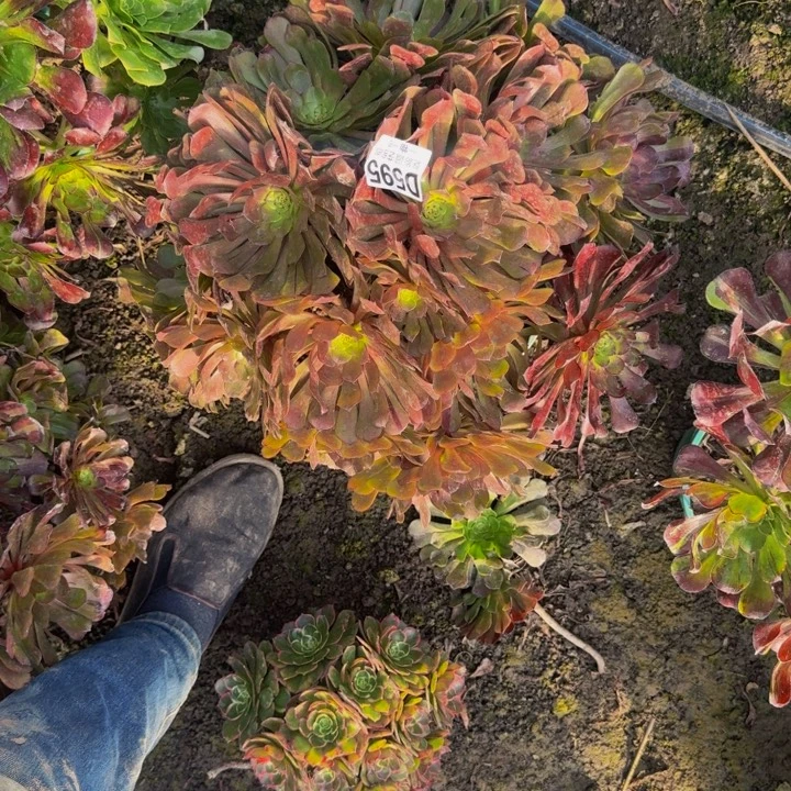 梅花花25-38包邮花花
