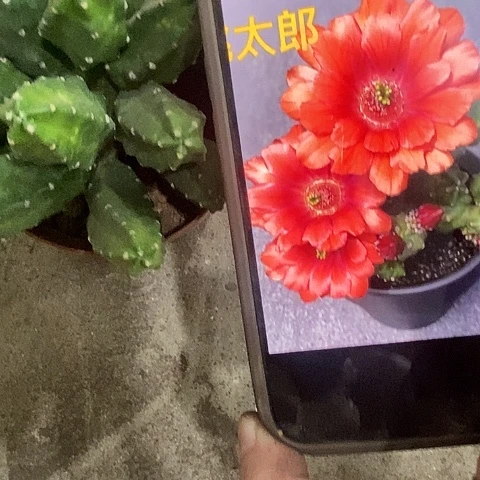 桃太郎仙人球，258990