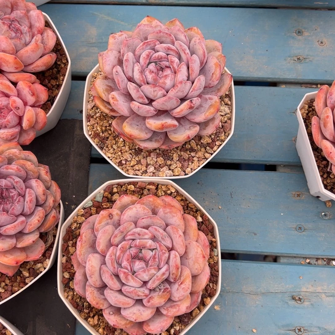 俩个星影老庄0000000000