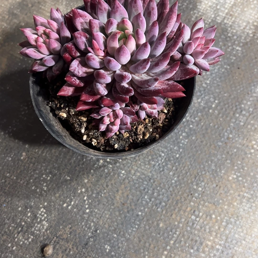 佩***吖虞美人群多肉植物