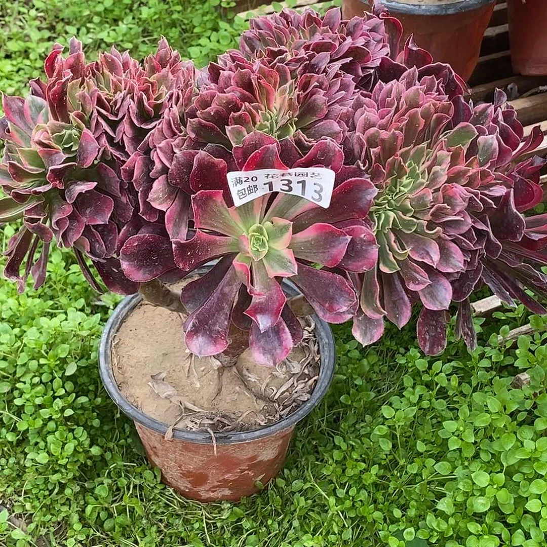 1313 多肉植物不包断枝