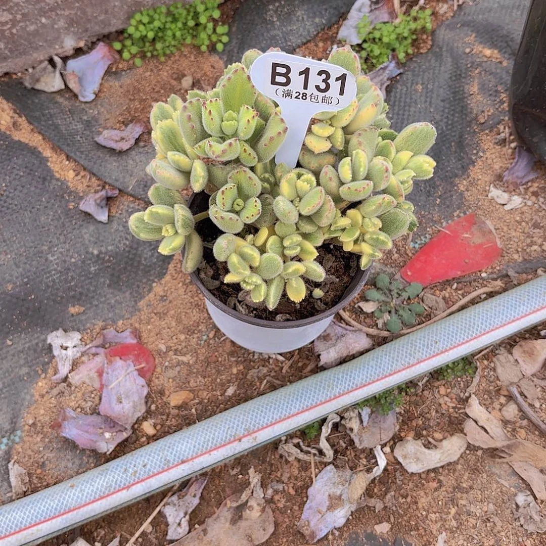 走*.B131白熊一物一拍