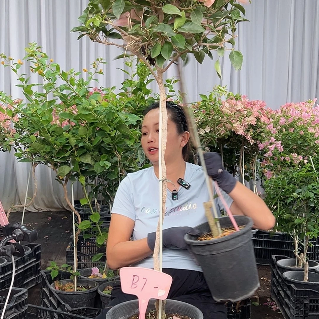 花***花当前无花栽培后可以开花B7卡亚塔