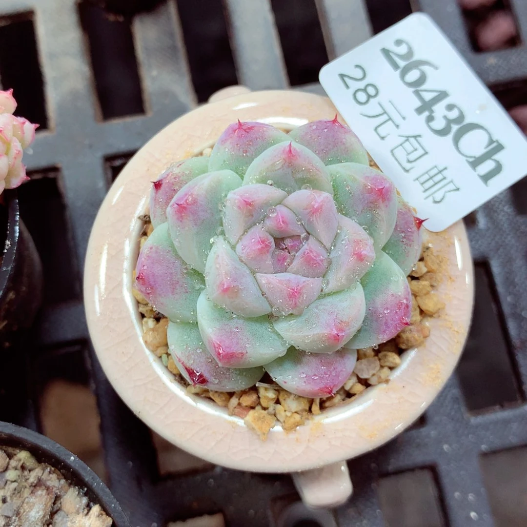 5厘米盆精控多肉2643