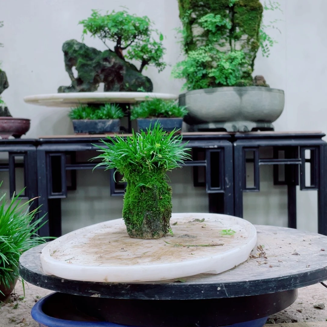 无铅玻璃羽***球铁线蕨科植物黑白花的