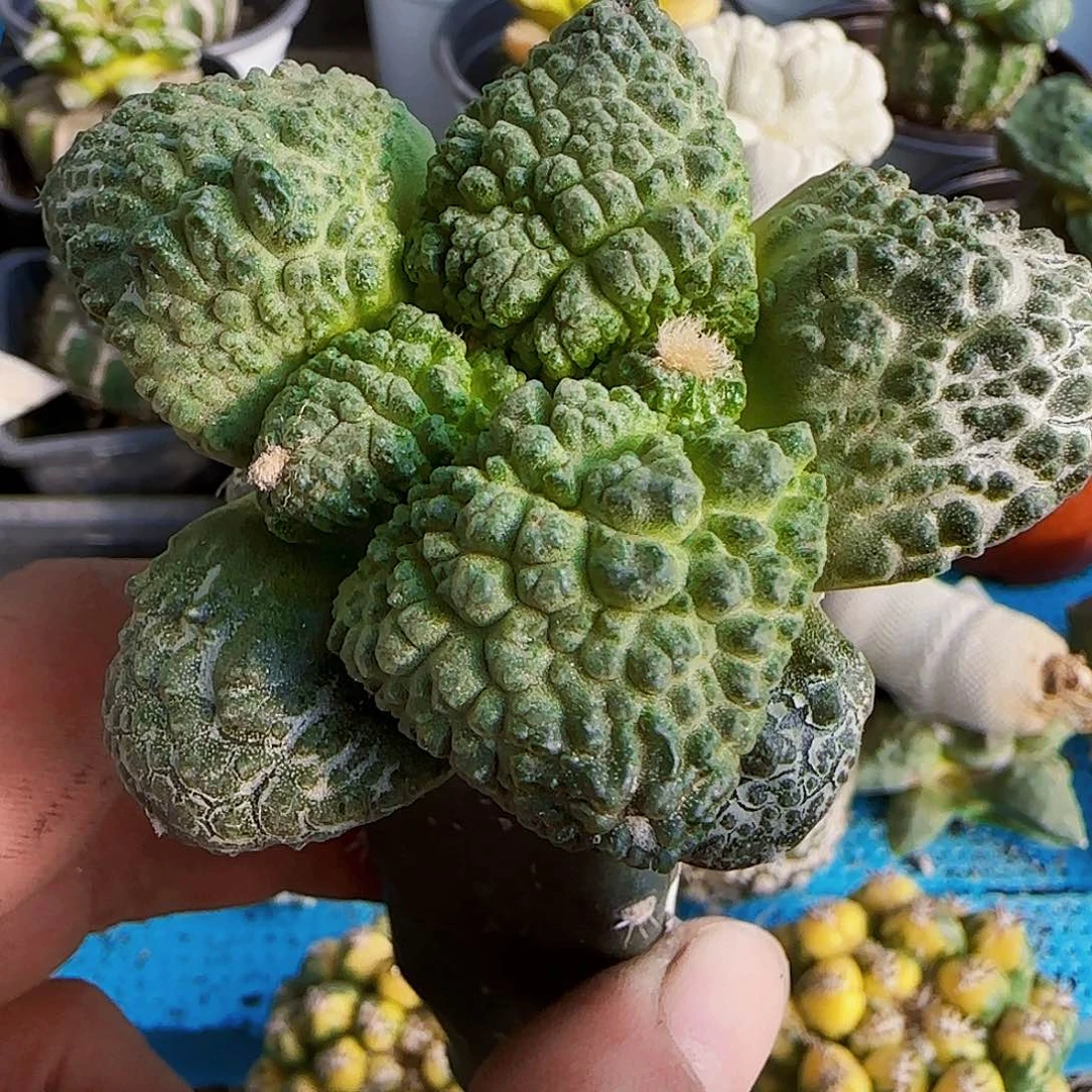 大尤连山哥斯拉610