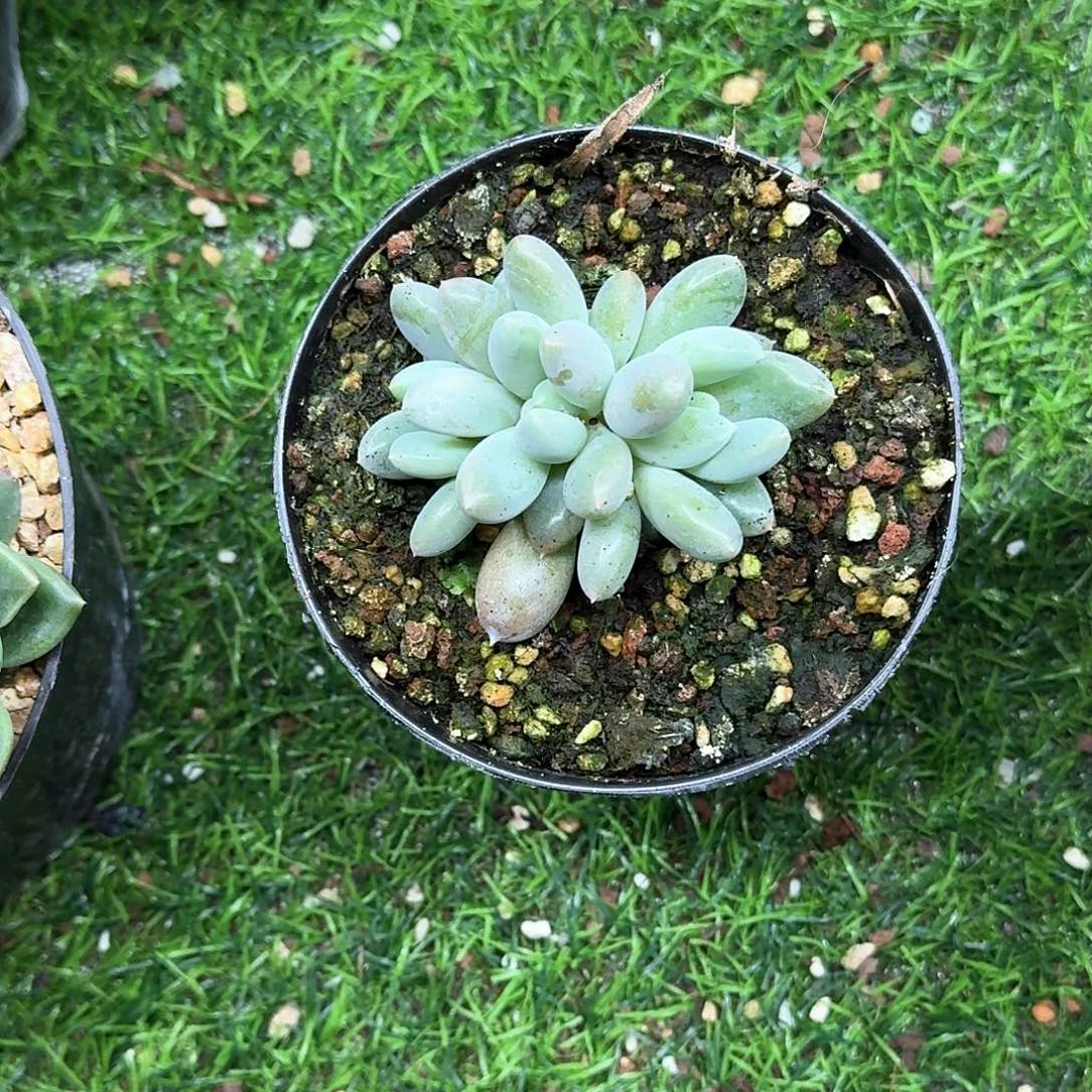 娇哥特萝莉萝莉娇