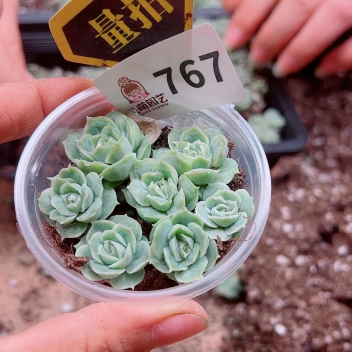 多肉植物多肉植物