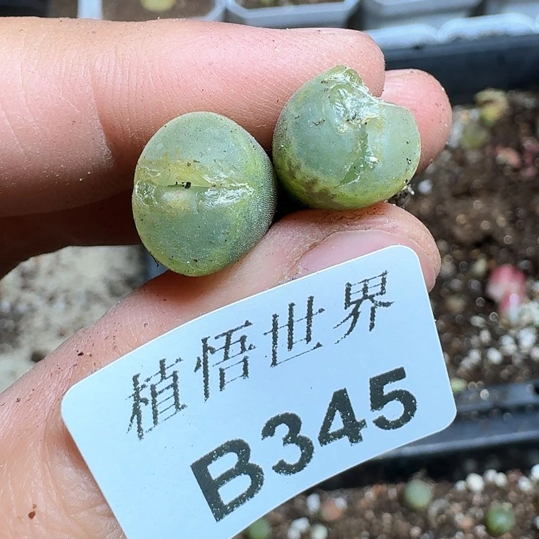 345盒多肉植物哇f g