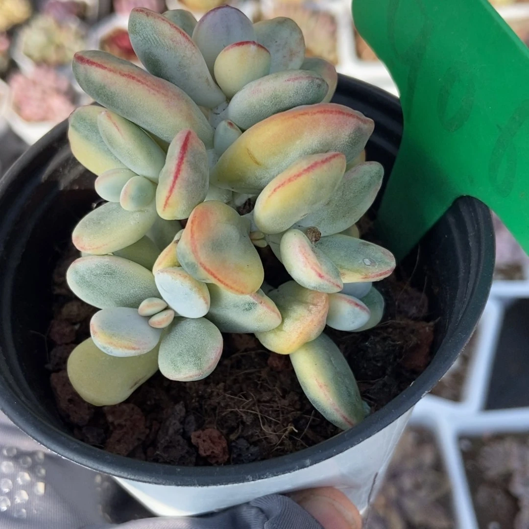 909福娘锦多肉植物保护