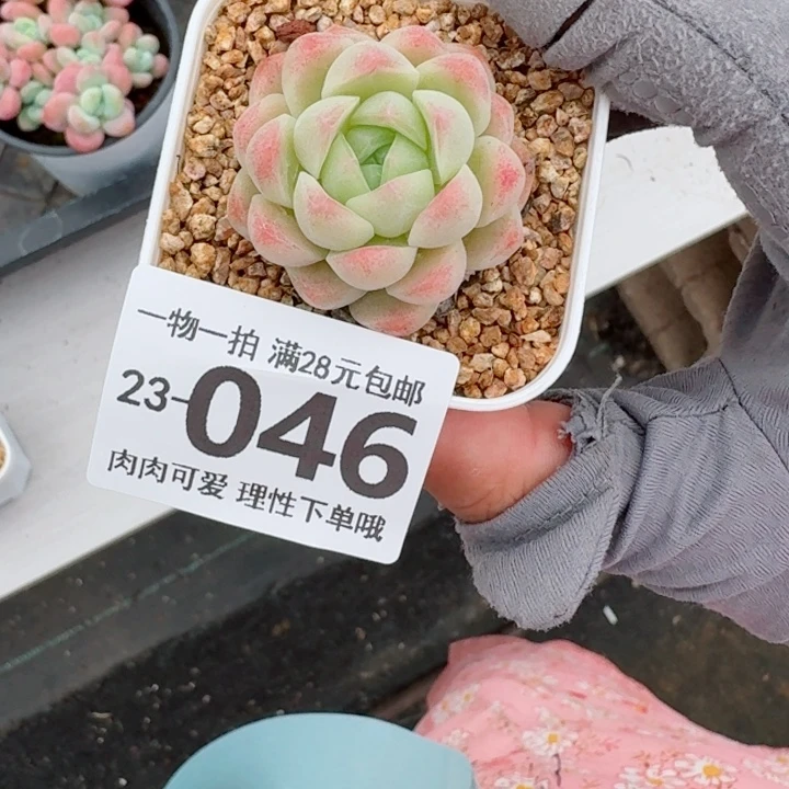 优选珍妮多肉植物多肉植物多肉