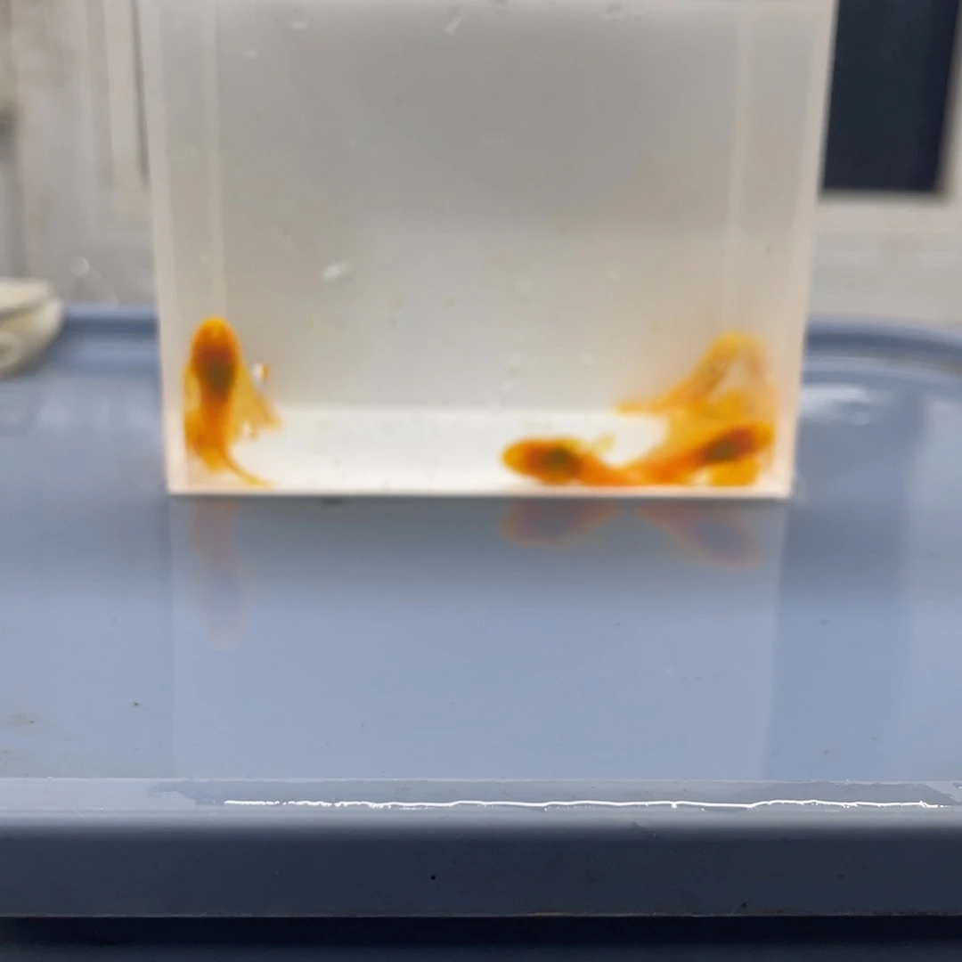 清道夫鱼中号胡子10条