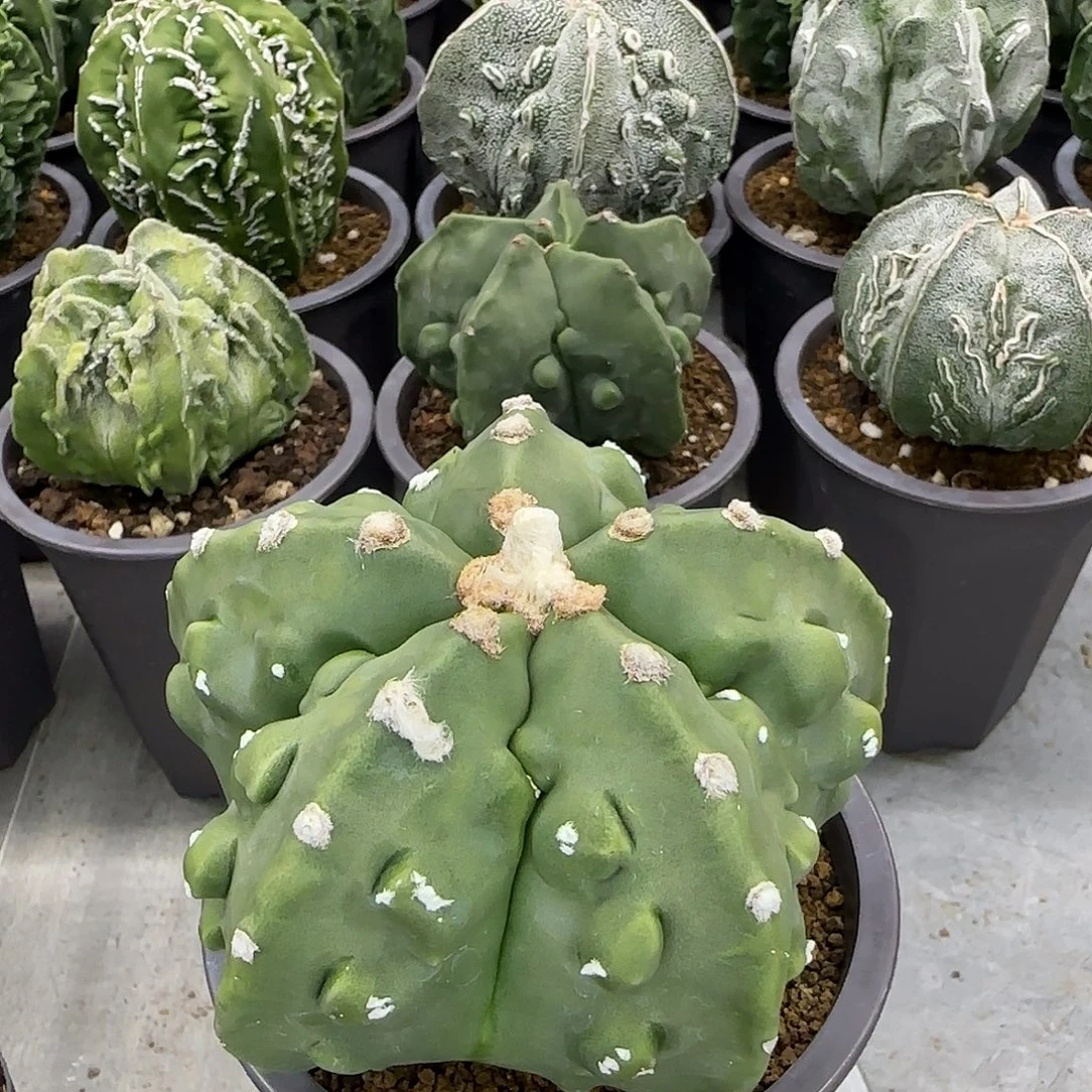 实生核桃鸾凤玉030