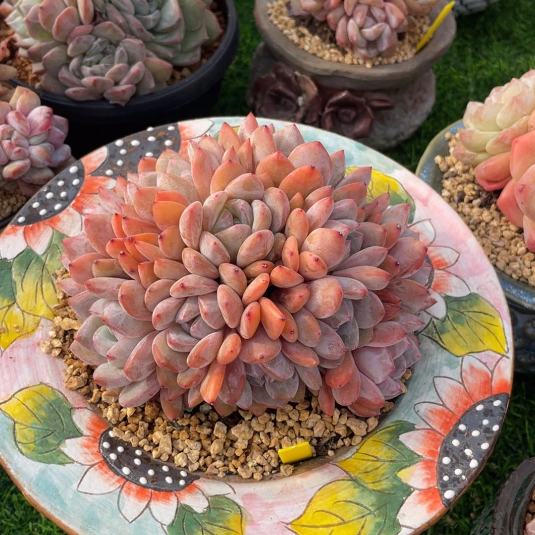 韩橙群生多肉植物一物一拍