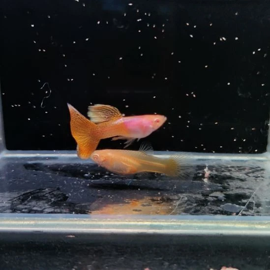 孔雀鱼金属黄蕾丝白子一对