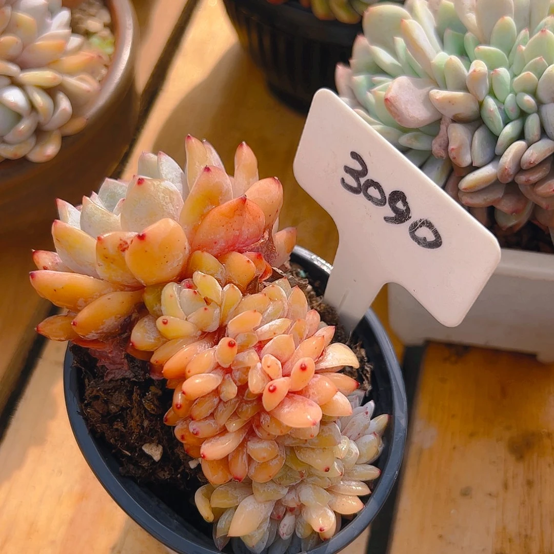 橙梦露缀3090号一物一拍