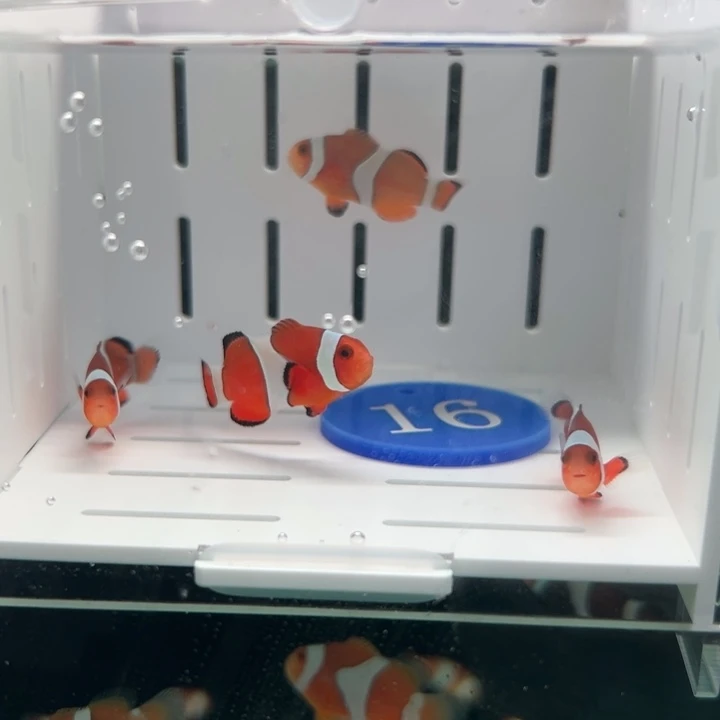 海水鱼四条公子包邮包损