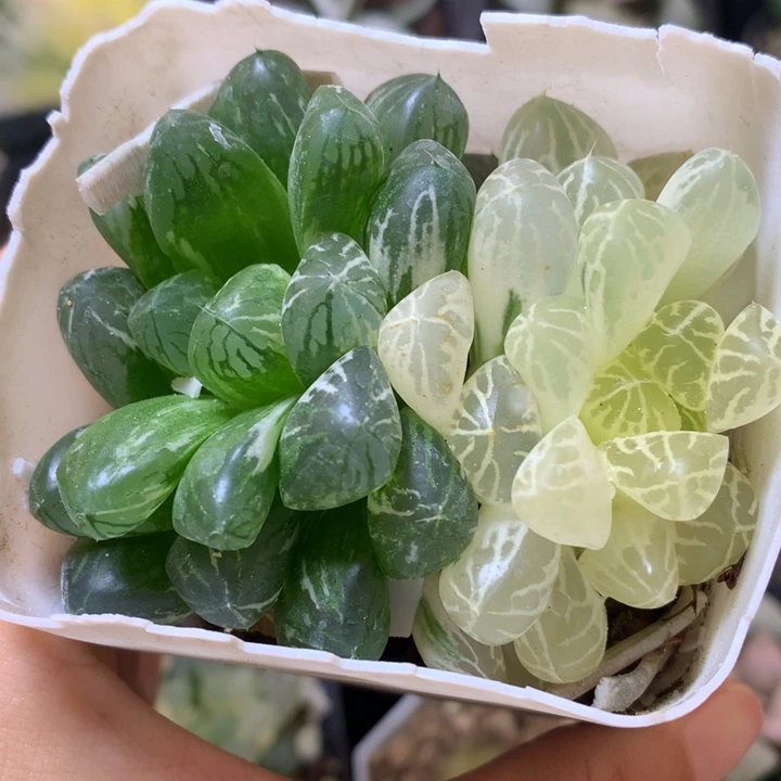苏州玉露锦花盆土
