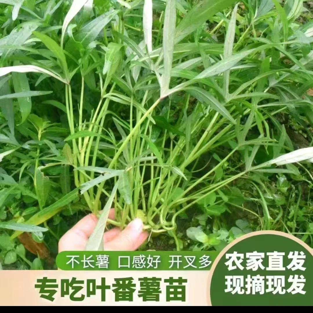 食叶型红薯叶专吃叶子的番薯叶苗广西地瓜苗盆栽种植蔬菜