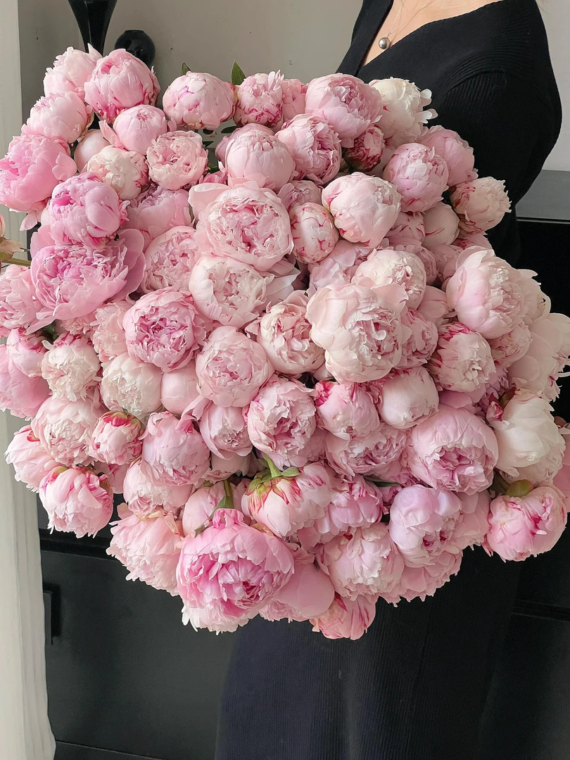 沙拉芍药粉重瓣粉包子鲜花-需放阴凉处养护不能吹风怕高温怕热