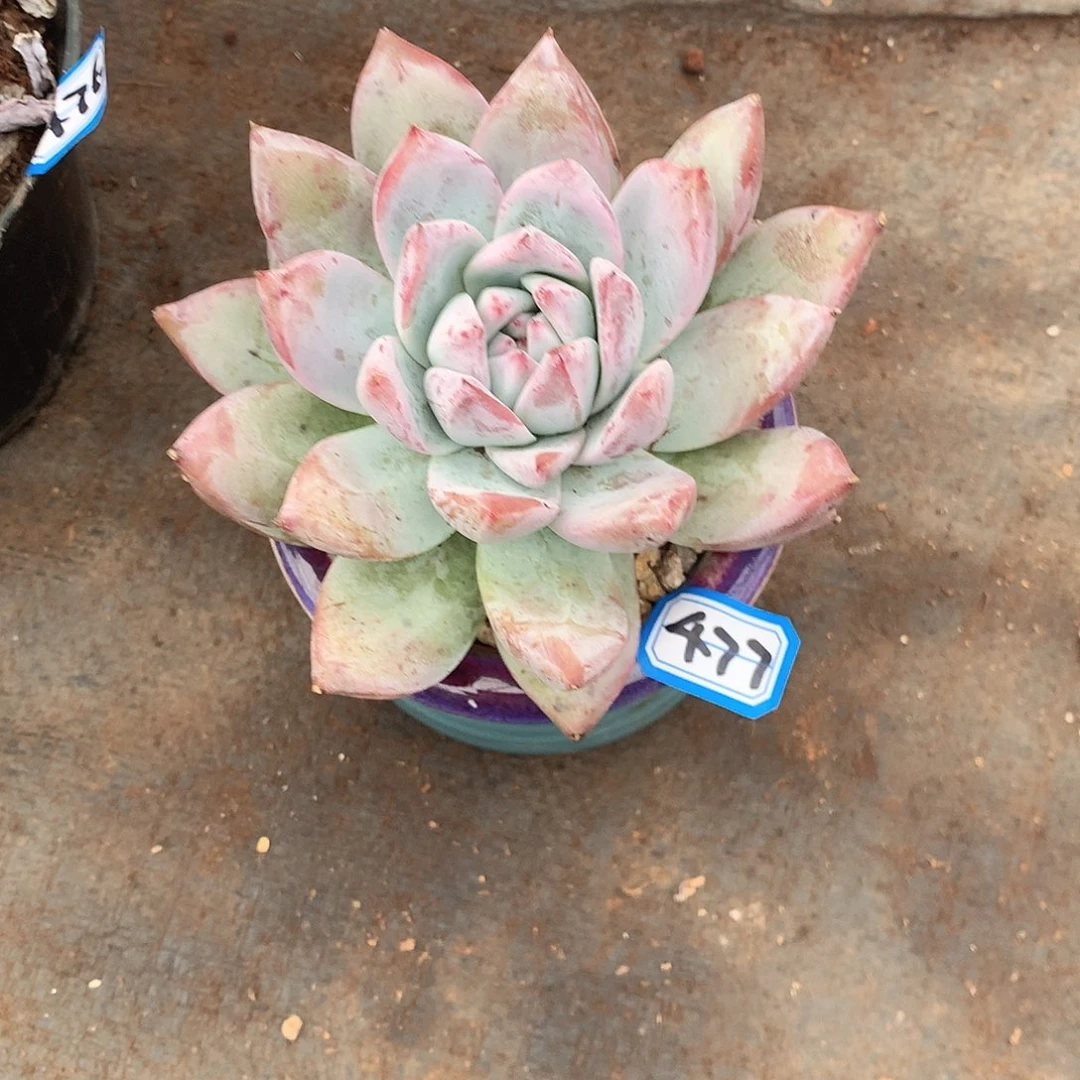 477卡 一物一拍多肉