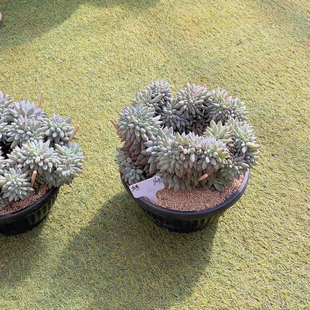 阿*多肉力所罗门缀不带盆