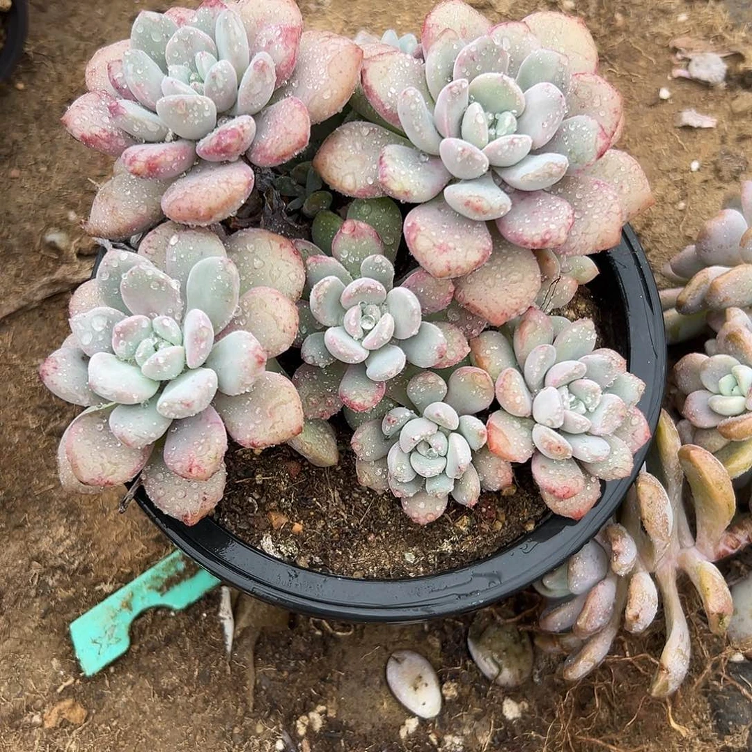 多肉植物花斑鹿群