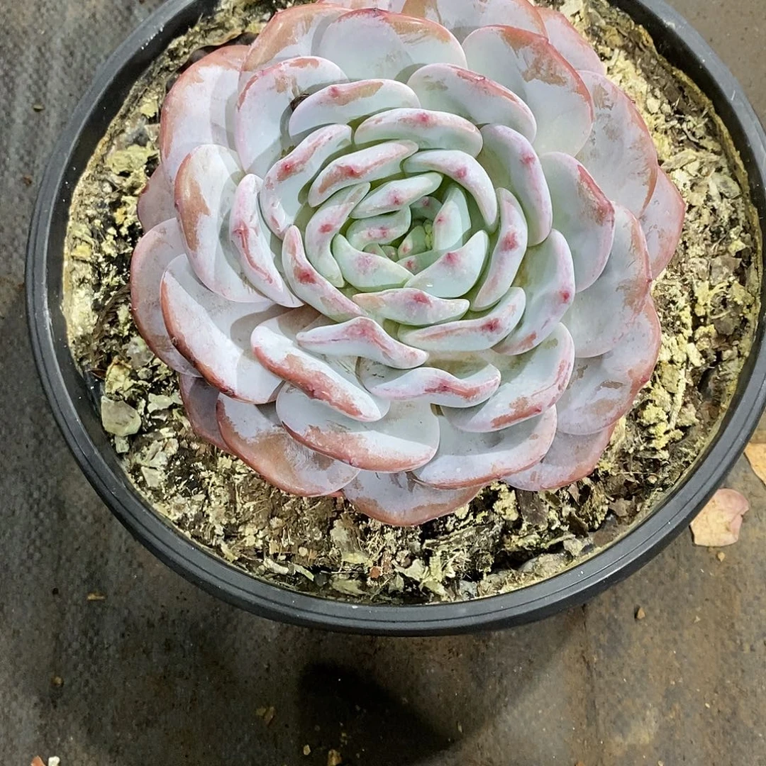 *****奶盖多肉植物老桩