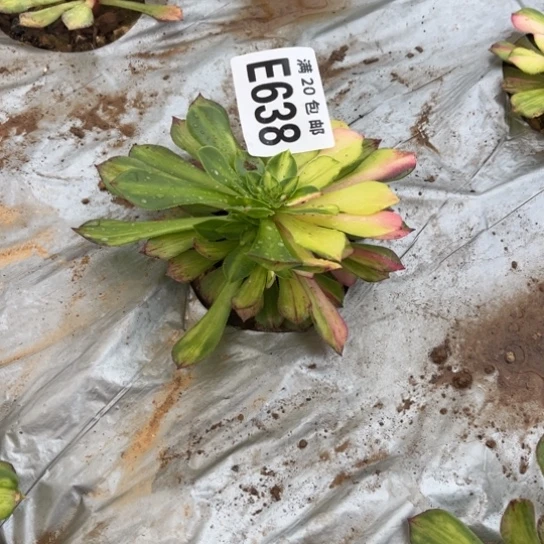 638知否不包断枝法师