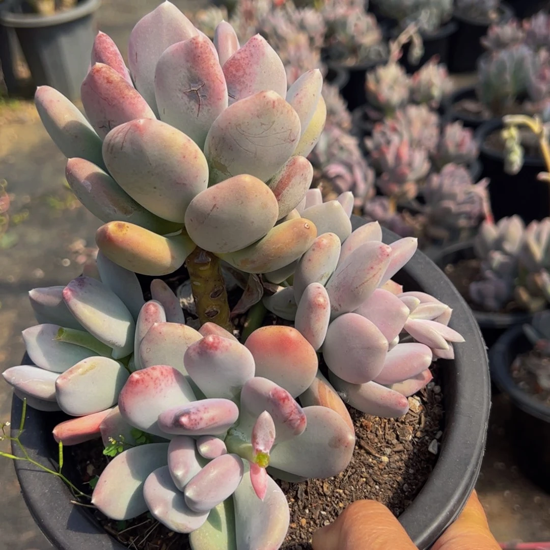 稻田姬多头山上黑盆