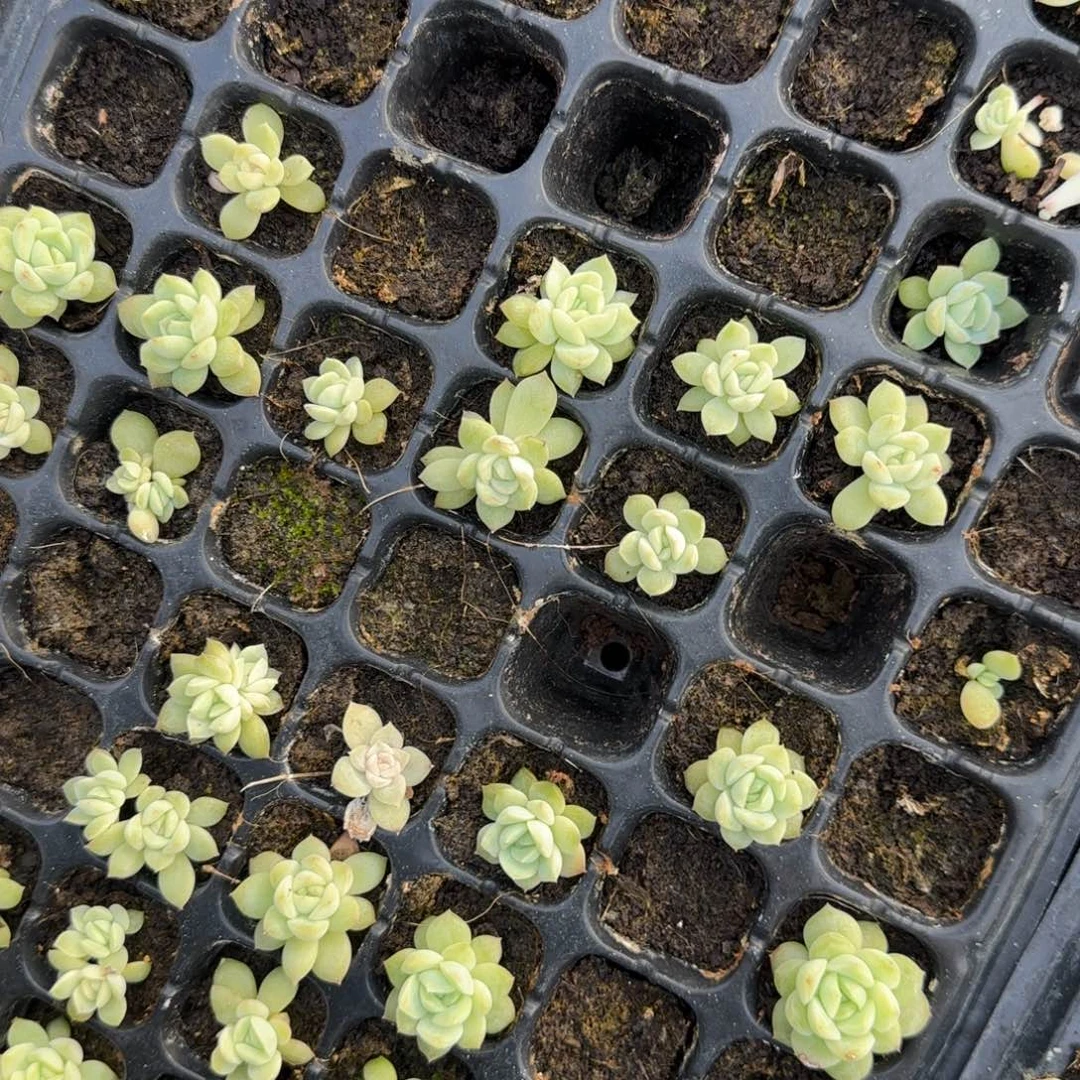 5个浮萍 穴满25包邮