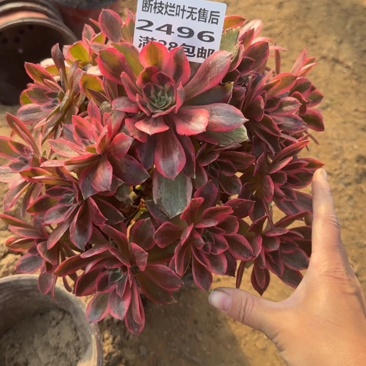 2496二号棚浣纱多肉C