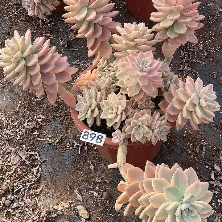 898 淡雪锦 一物一拍