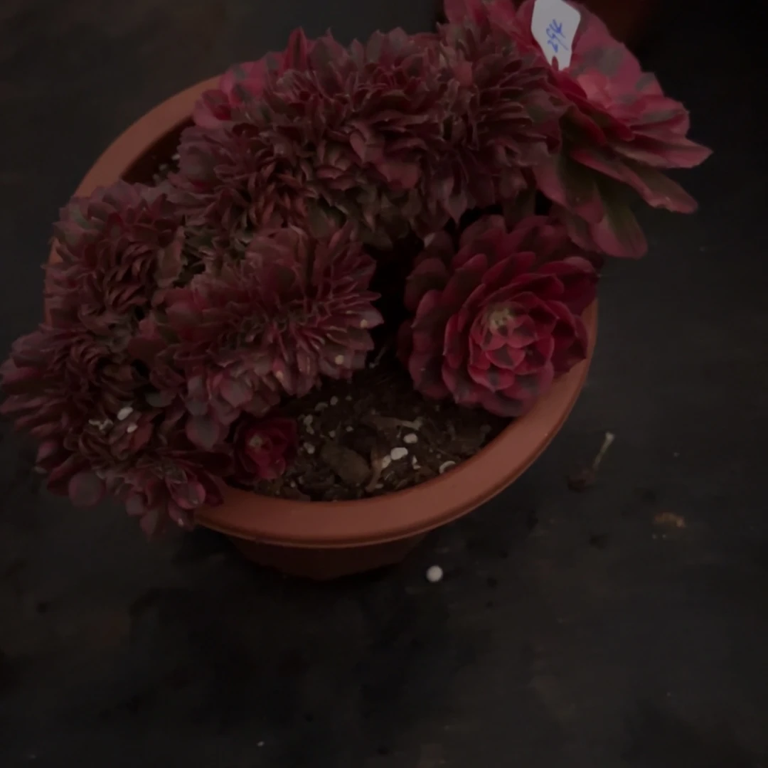 族***聲294荔枝滋滋缀多肉多肉