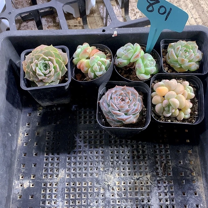 801号多肉植物园艺
