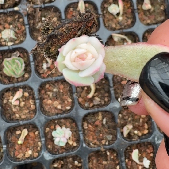 宽锦紫薯一物一拍3-6