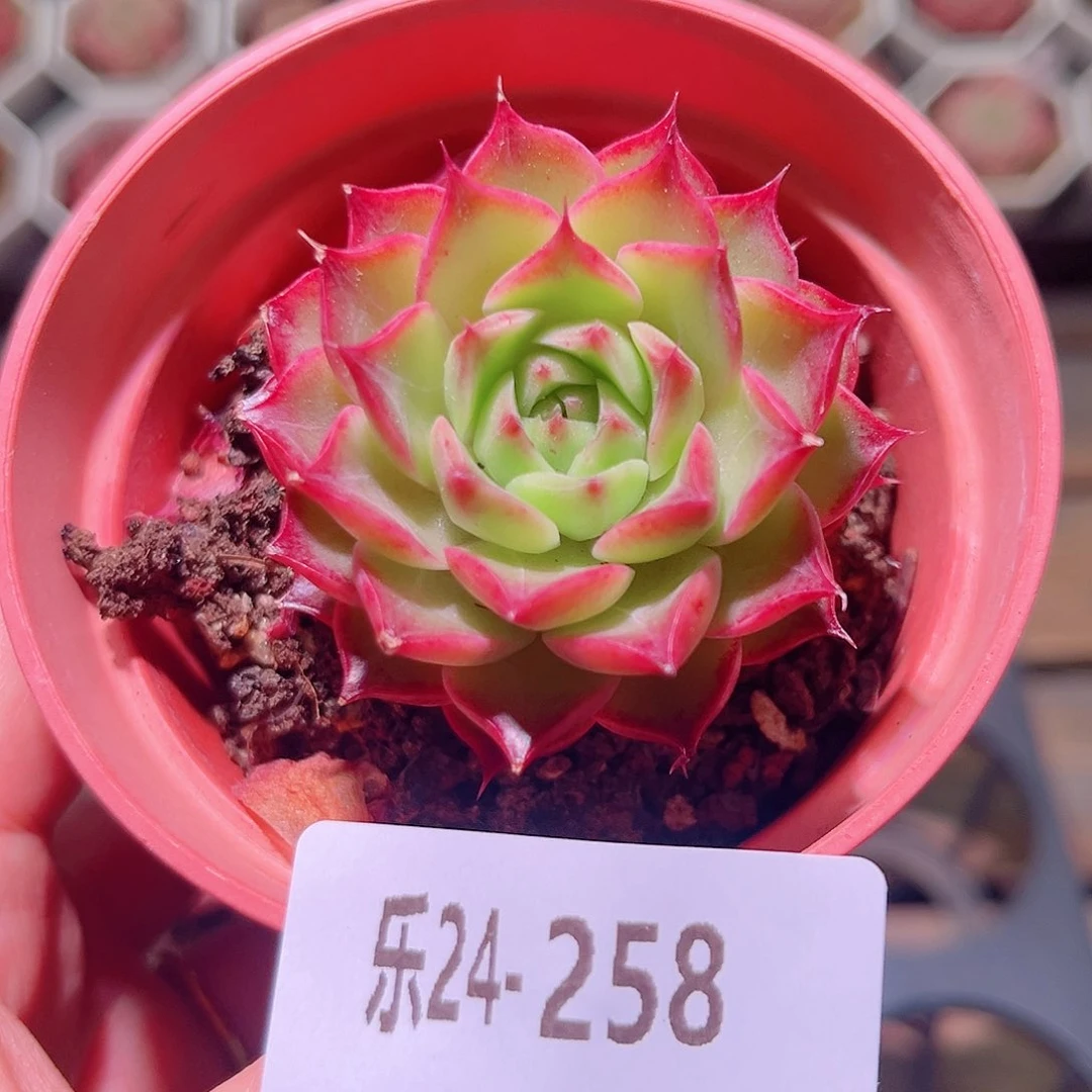 乐然24-258 小海螺