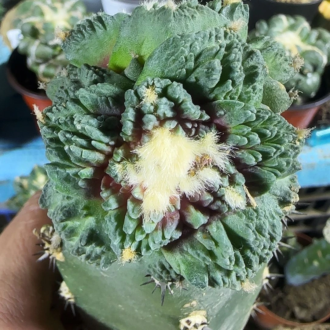 哥怒844仙人球开花了