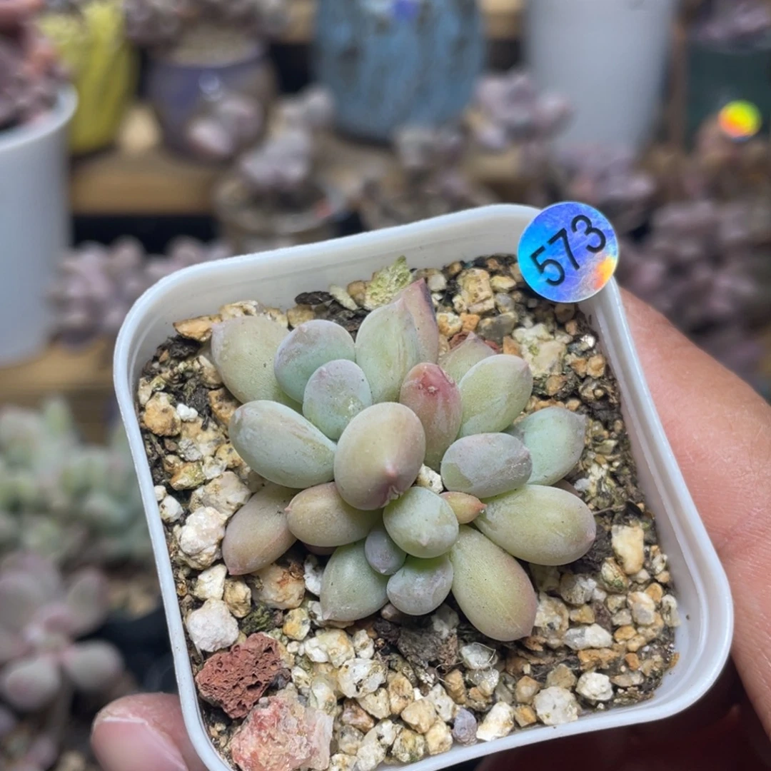 萤火虫奶酪多肉植物