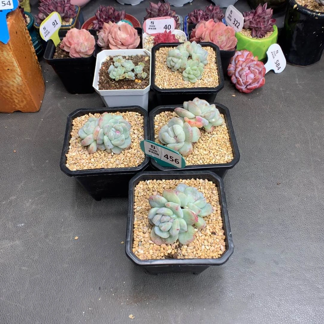 哈****?456 冰玉石化多肉