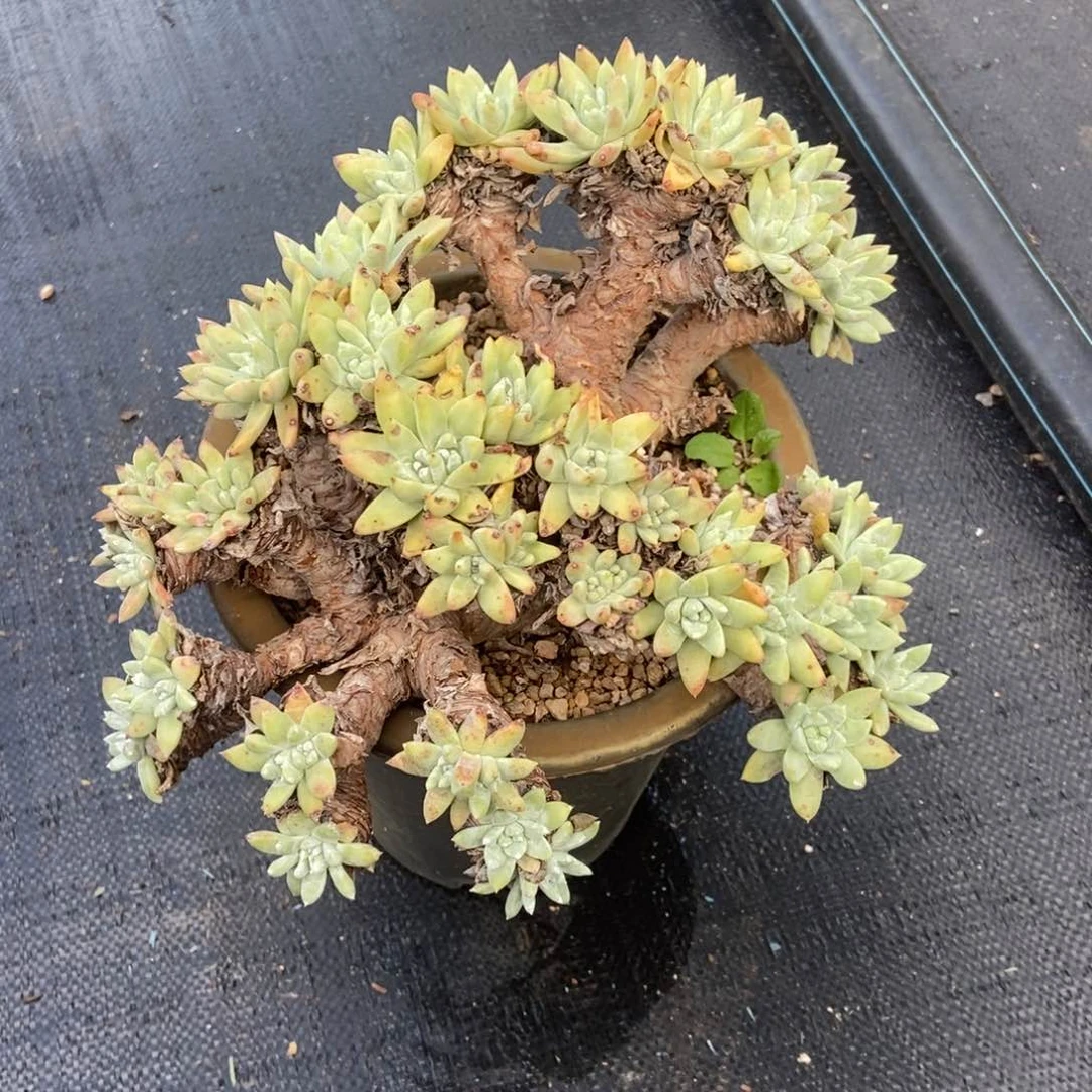 处理多肉植物啦啦啦