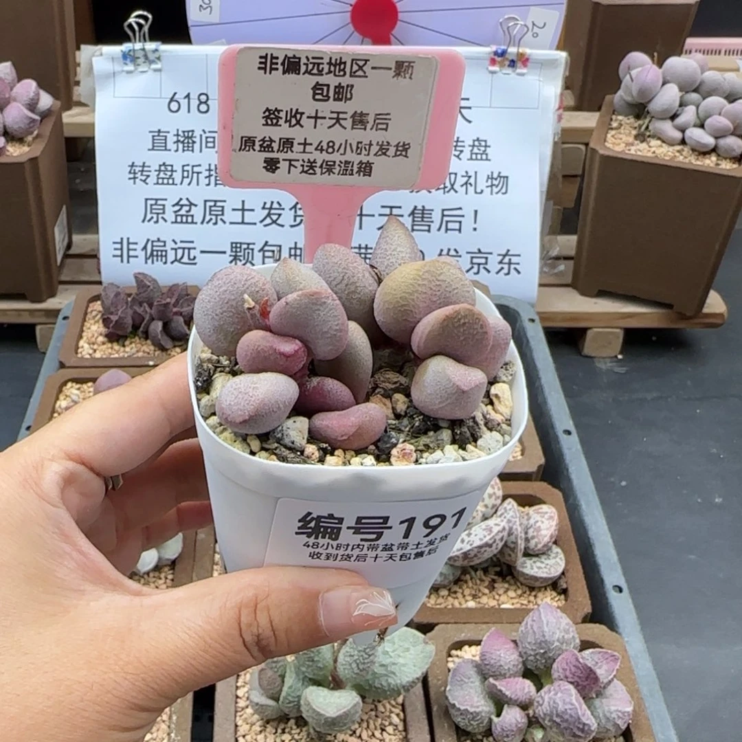 191甜心多肉植物