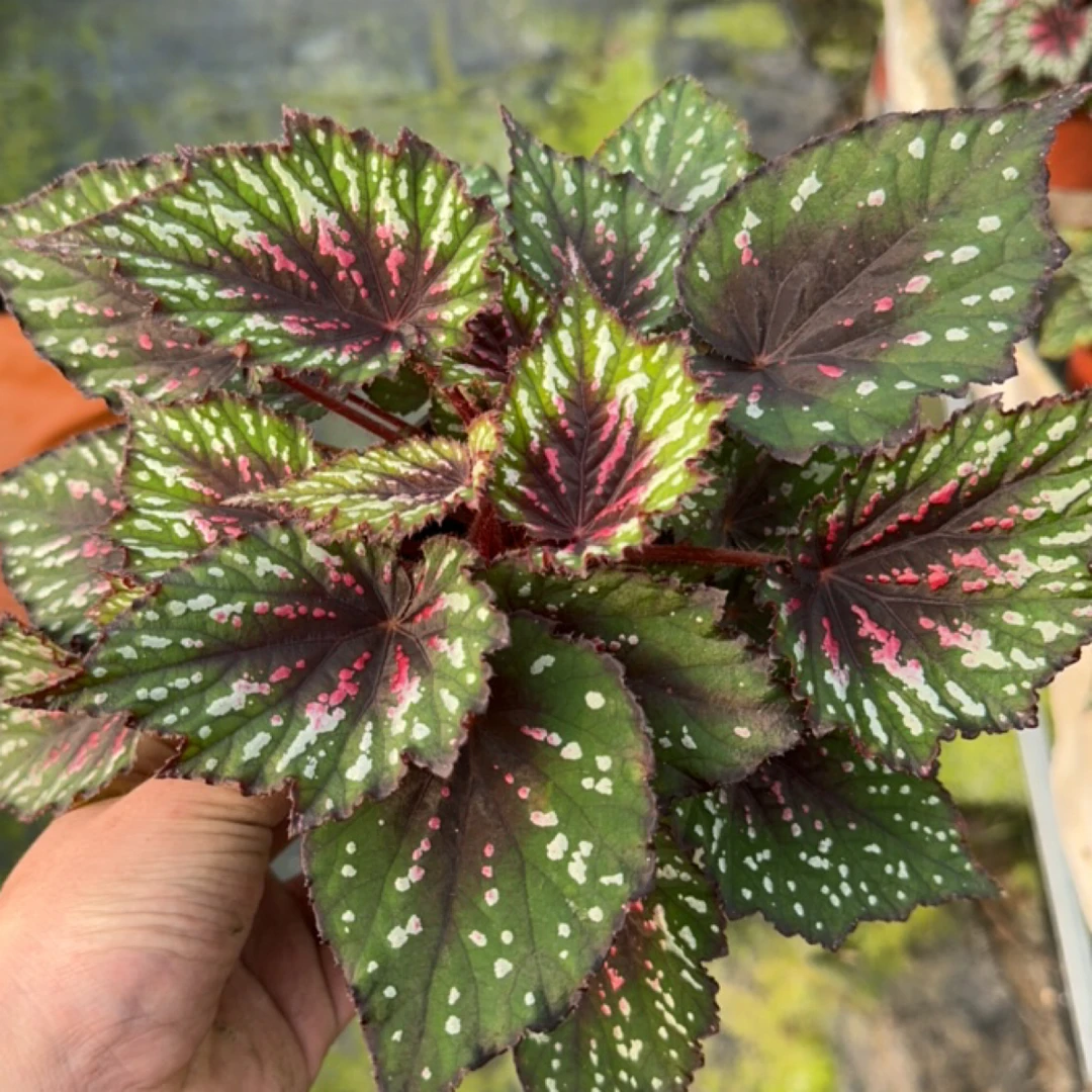 调色板秋海棠室内多u年生高端观叶植物 室内办公室耐荫植物