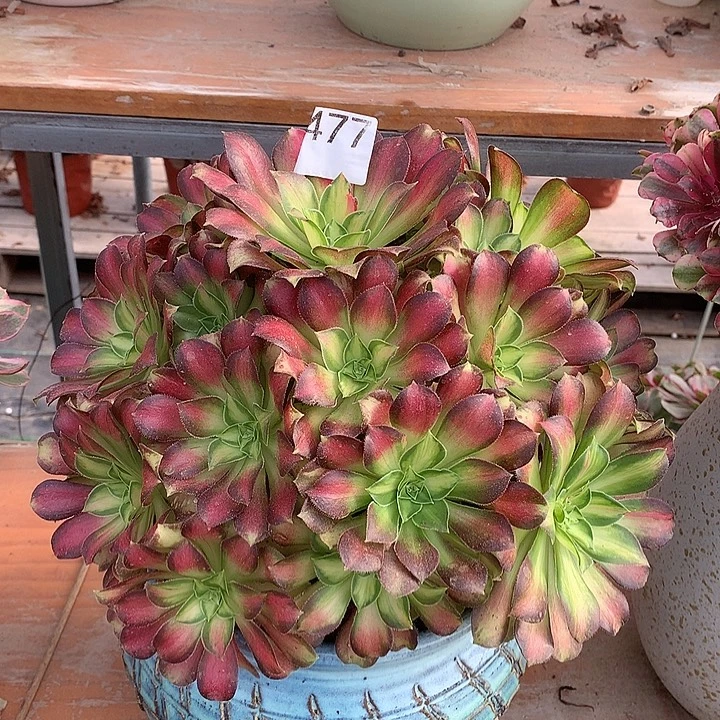 樱***o韶华多肉植物477，