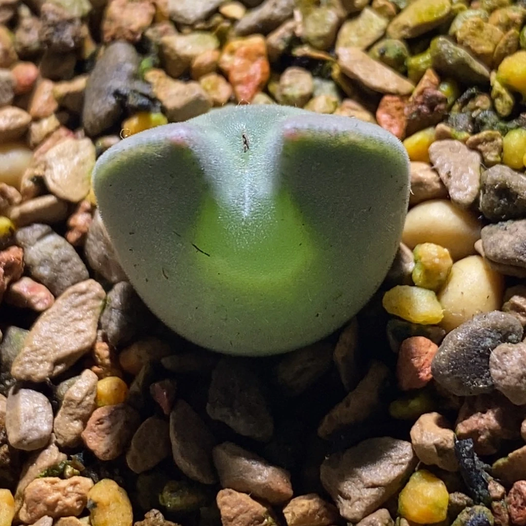 青蛙空蝉肚子圆圆